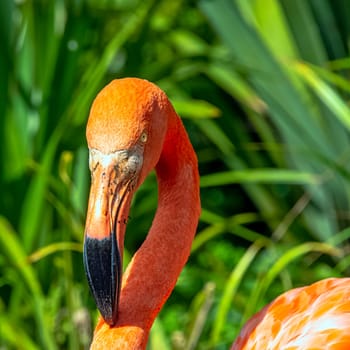 Phoenicopterus ruber known as American or Caribbean flamingo - Peninsula de Zapata / Zapata Swamp, Cuba