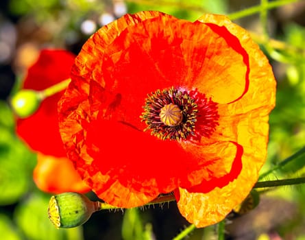 Papaver rhoeas known as  common, corn, field, flanders or red poppy and corn rose