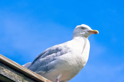 European herring gull (Larus argentatus)