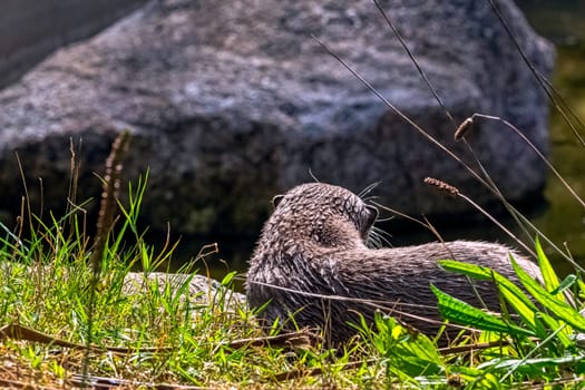 Lutra lutra known as Eurasian river, European, common and old world otter