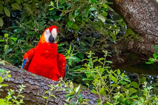 Ara macao known as scarlet macaw
