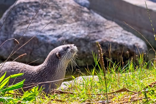 Lutra lutra known as Eurasian river, European, common and old world otter