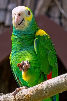 Yellow-headed amazon parrot (Amazona oratrix)