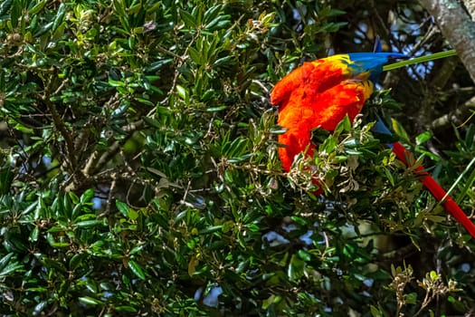 Ara macao known as scarlet macaw