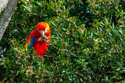 Ara macao known as scarlet macaw