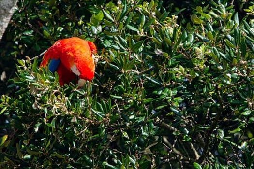 Ara macao known as scarlet macaw