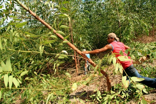 eunapolis, bahia / brazil - april 8, 2009: members of Movimento Sente Terra - MST - are seen cutting down an eucalyptus plantation from an invaded farm in the rural area of the municipality of Eunapolis....