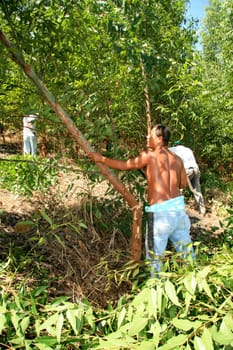 eunapolis, bahia / brazil - april 8, 2009: members of Movimento Sente Terra - MST - are seen cutting down an eucalyptus plantation from an invaded farm in the rural area of the municipality of Eunapolis....