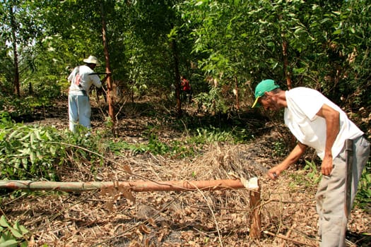 eunapolis, bahia / brazil - april 8, 2009: members of Movimento Sente Terra - MST - are seen cutting down an eucalyptus plantation from an invaded farm in the rural area of the municipality of Eunapolis....