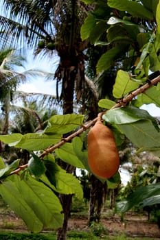 porto seguro, bahia / brazil - january 16, 2008: Cupuacu plantation in the city of Porto Seguro, in southern Bahia.