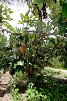 porto seguro, bahia / brazil - january 16, 2008: Cupuacu plantation in the city of Porto Seguro, in southern Bahia.