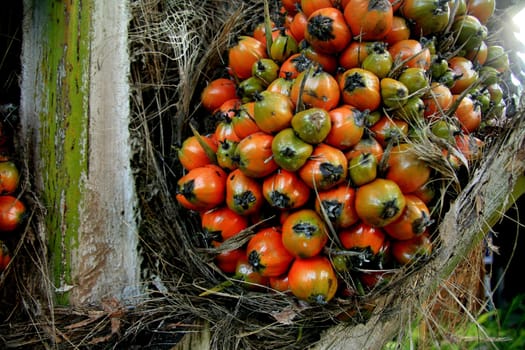 eunapolis, bahia / brazil - march 18, 2011: palm oil is seen in a plantation in the city of Eunapolis, in southern Bahia.