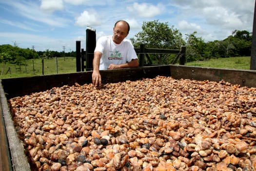 porto seguro, bahia / brazil - january 16, 2008: cupuaçu seeds in a farm where the fruit is planted in the city of Porto Seguro, southern Bahia