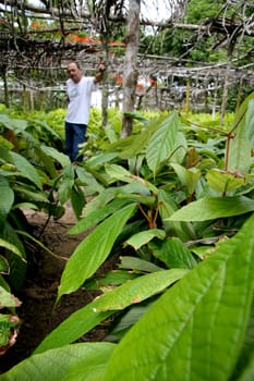porto seguro, bahia / brazil - january 16, 2008: cupuacu tree seedling nursery on a farm in the city of Porto Seguro, in southern Bahia..