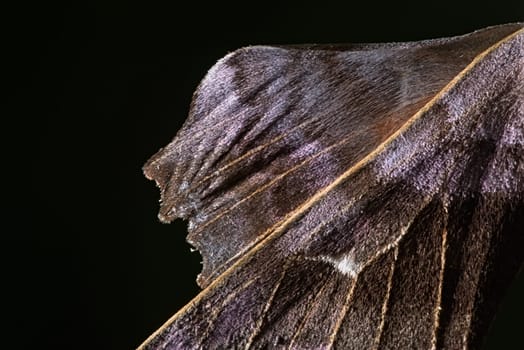5 - Close up part of poplar hawk moth wing. unusual texture and purple color. Pure black background and copy space. Creative light use.