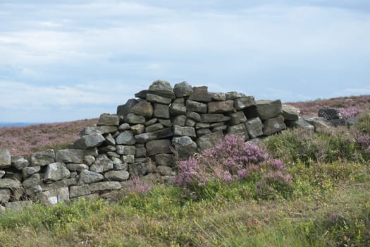 4 - Crumbling dry stone wall amongst the heather in the peak district. Overcast cloudy day and soft light. Many textures. Lichen grows on the stones.