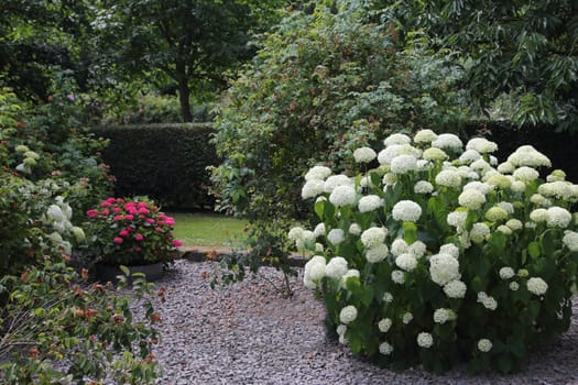 Hydrangea arborescens, commonly known as smooth hydrangea, wild hydrangea, sevenbark, or in some cases, sheep flower, is a species of flowering plant in the family Hydrangeaceae.