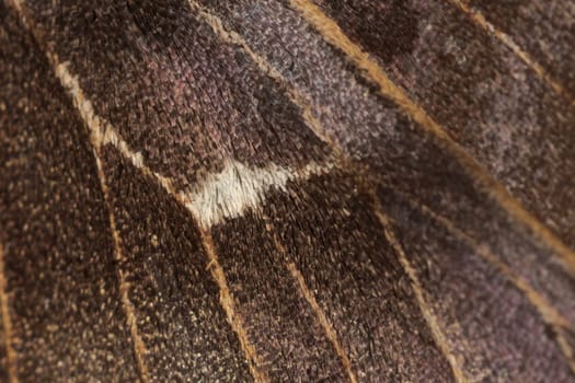 4 - Selective focus super macro close up image of poplar hawk moths wing scales. White patch is focal point, veins and scales give texture.