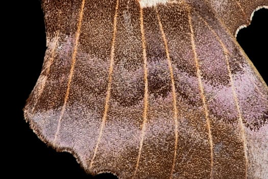 1 - Black background poplar hawk moth wing abstract texture. Scintillating shiny wing scale textures and venation. Super macro close up image.