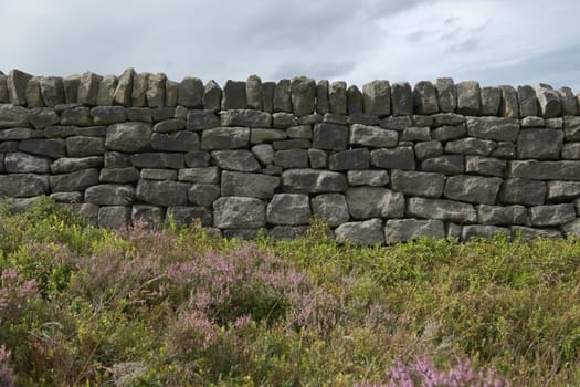 6 - Background photo with copy space. Peak district plants grow and give a soft texture against the hard dark dry stone wall behind. cloudy sky.