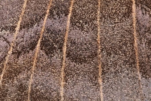 2 - Background poplar hawk moth wing abstract texture. Scintillating shiny wing scale textures and venation. Super macro close up image.
