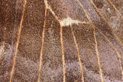 3 - Poplar hawk moth wing abstract texture. Scintillating shiny wing scale textures and venation. Super macro close up image.