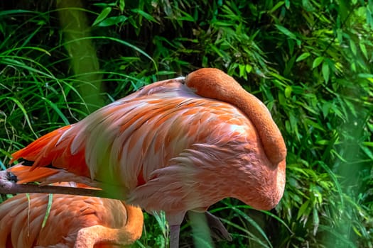 Phoenicopterus ruber known as American or Caribbean flamingo - Peninsula de Zapata / Zapata Swamp, Cuba