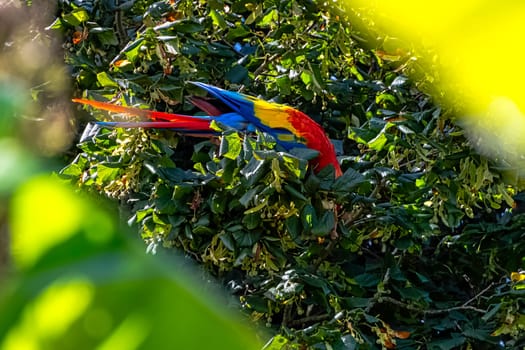 Ara macao known as scarlet macaw