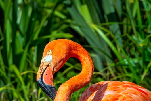 Phoenicopterus ruber known as American or Caribbean flamingo - Peninsula de Zapata / Zapata Swamp, Cuba
