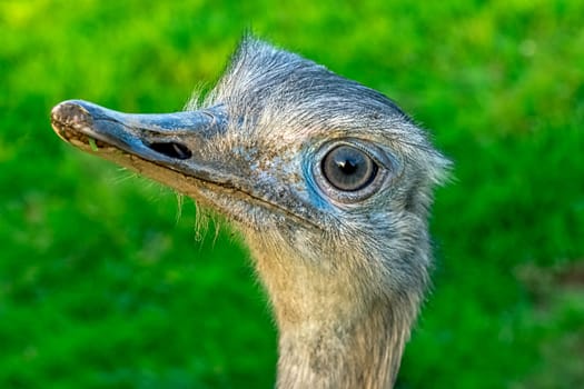 Rhea known as nandu - South American ostrich