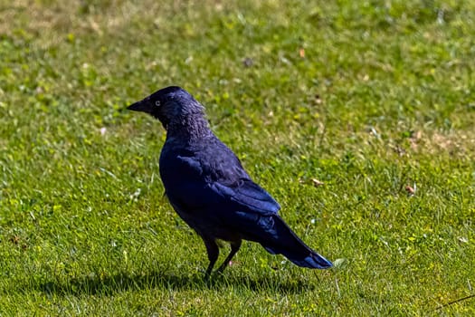 Common raven (Corvus corax), also known as northern raven - London, United Kingdom