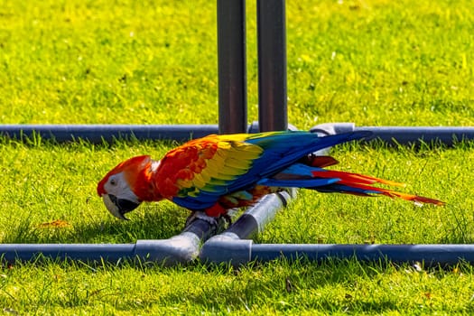 Ara macao known as scarlet macaw