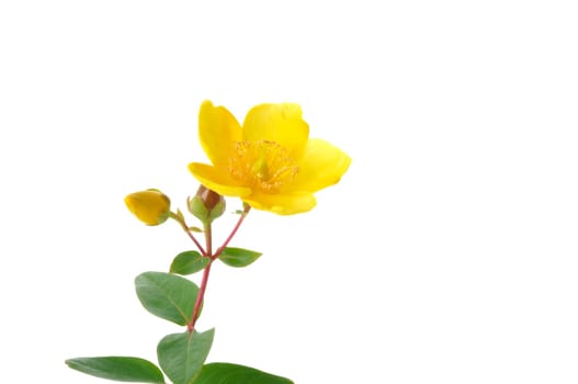 Ornamental St. John's Wort on a white background