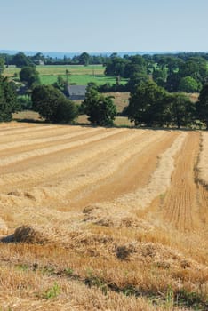 straw in a field after harvest