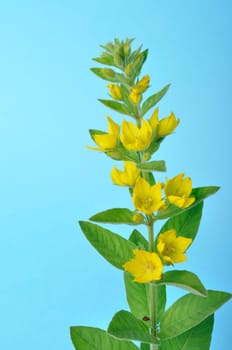 Lysimachus on a blue background