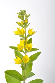 Lysimachus on a white background