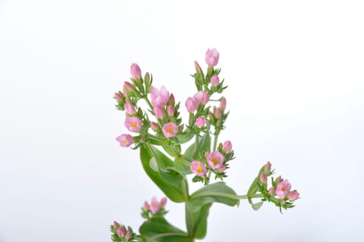 Centaury on a white background