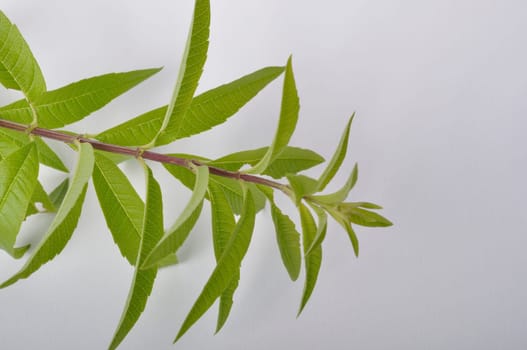 Lemon verbena on a white background