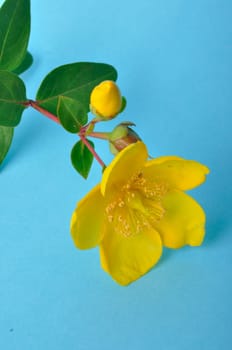 Ornamental St. John's Wort on a blue background