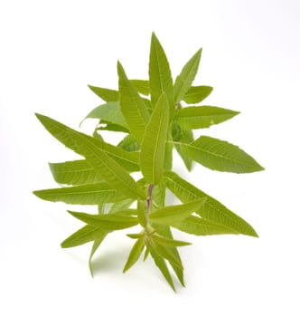 Lemon verbena on a white background