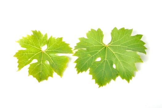 Vine leaves on a white background