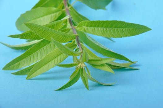 Lemon verbena on a blue background