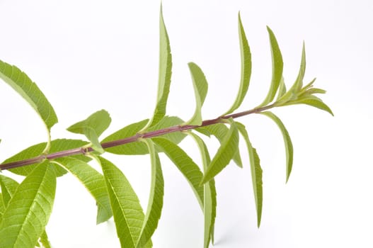 Lemon verbena on a white background
