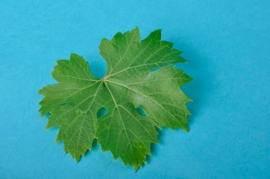 Vine leaves on a blue background