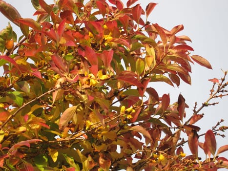Forthysia in bloom in autumn