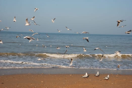 Flock of seagulls on the beach