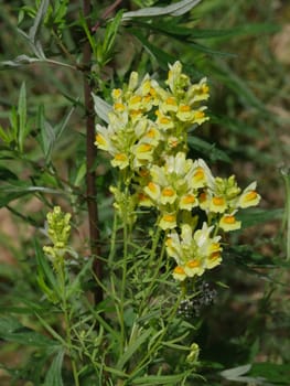yellow flowers of toadflax medicinal plant in folk medicine
