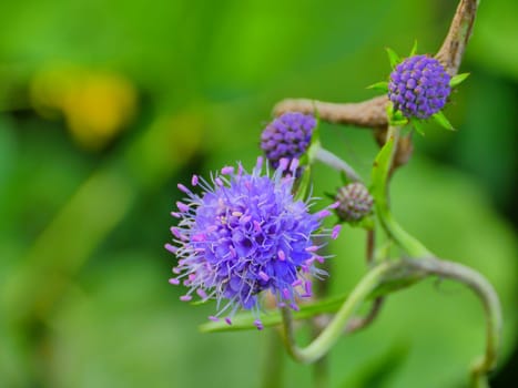 blue flower Succisa pratensis Moench close-up, medicinal plant in folk medicine