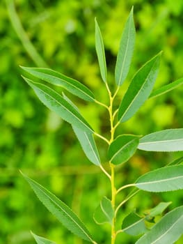 green willow leaves on green plant background
