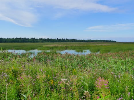 flooded meadows with flowering field grasses landscape with a lake